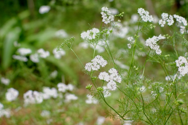 f:id:kamosawa:20120417113855j:image