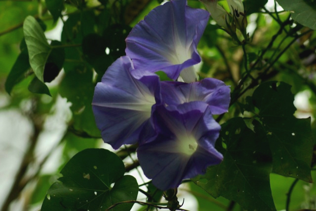 f:id:kamosawa:20120417115013j:image