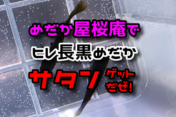 f:id:kamui23:20200328180645j:plain