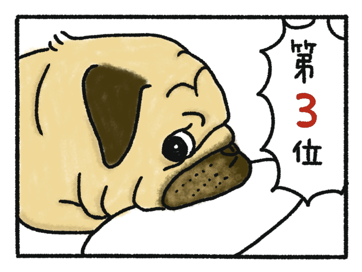 プーちゃん300匹記念 元保護犬パグのやり直し人 犬 生 プーちゃん300匹記念 元保護犬パグのやり直し人 犬 生