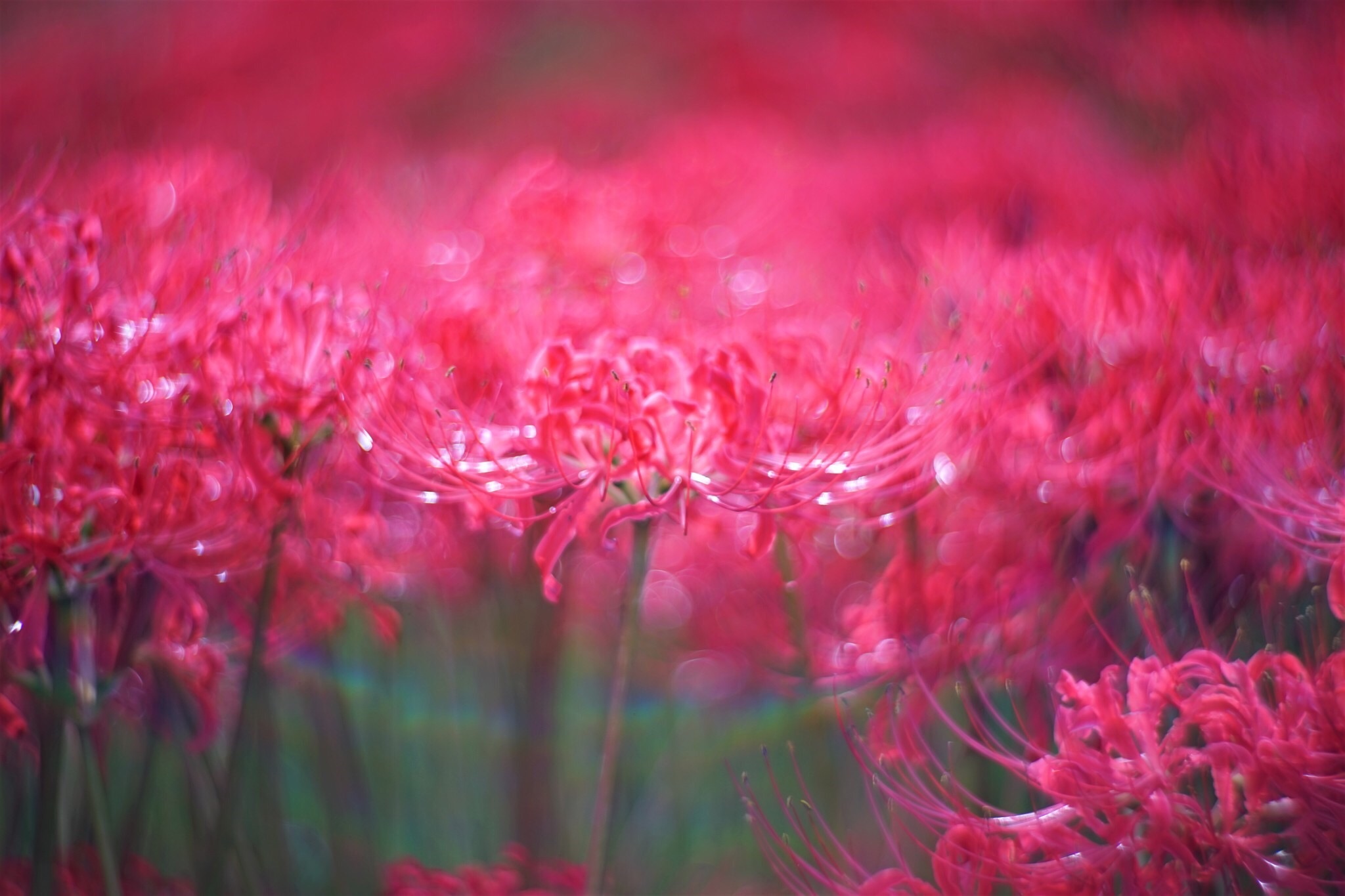 f:id:kana-contax:20171019201248j:image