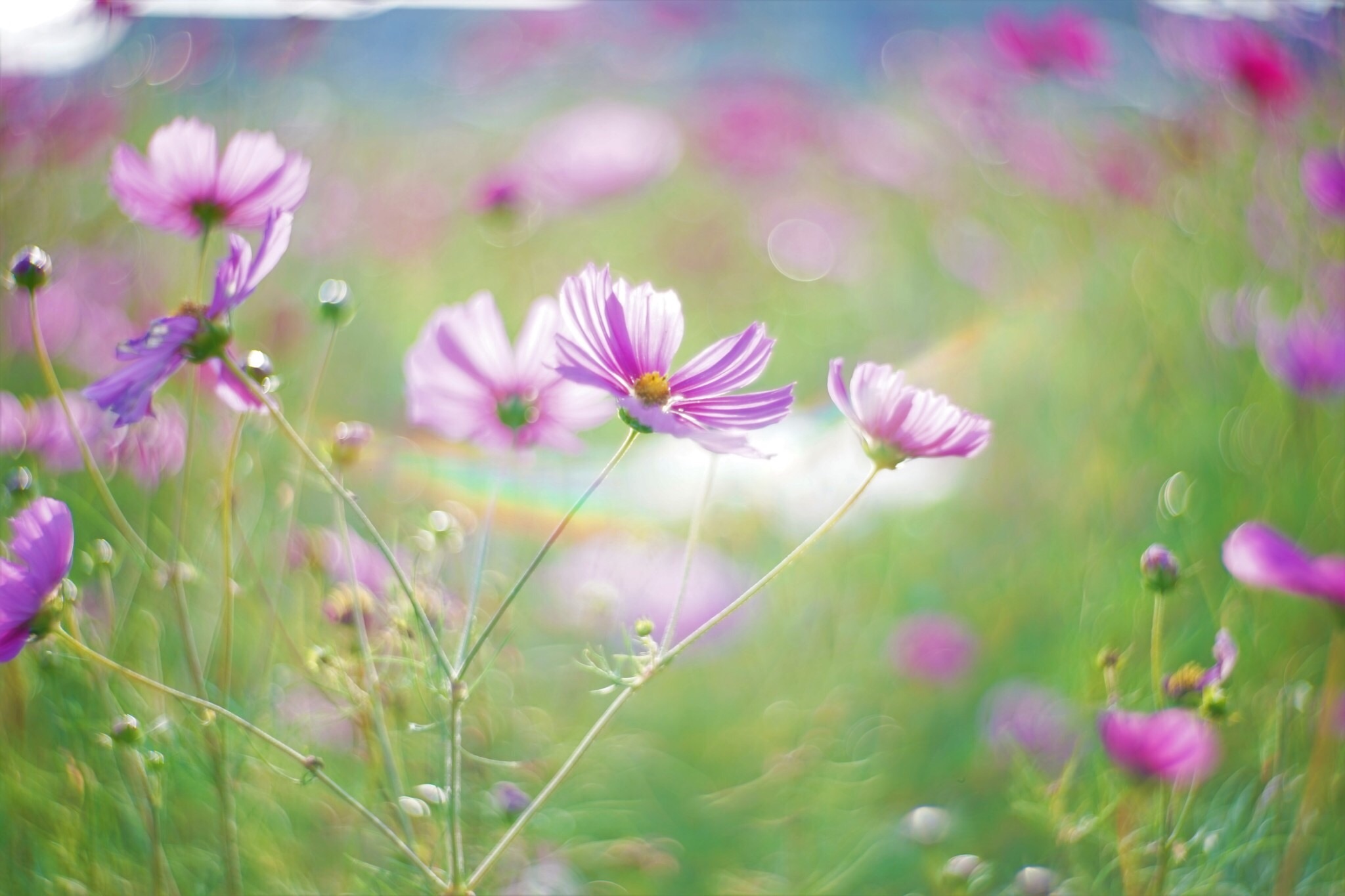 f:id:kana-contax:20180107234806j:image