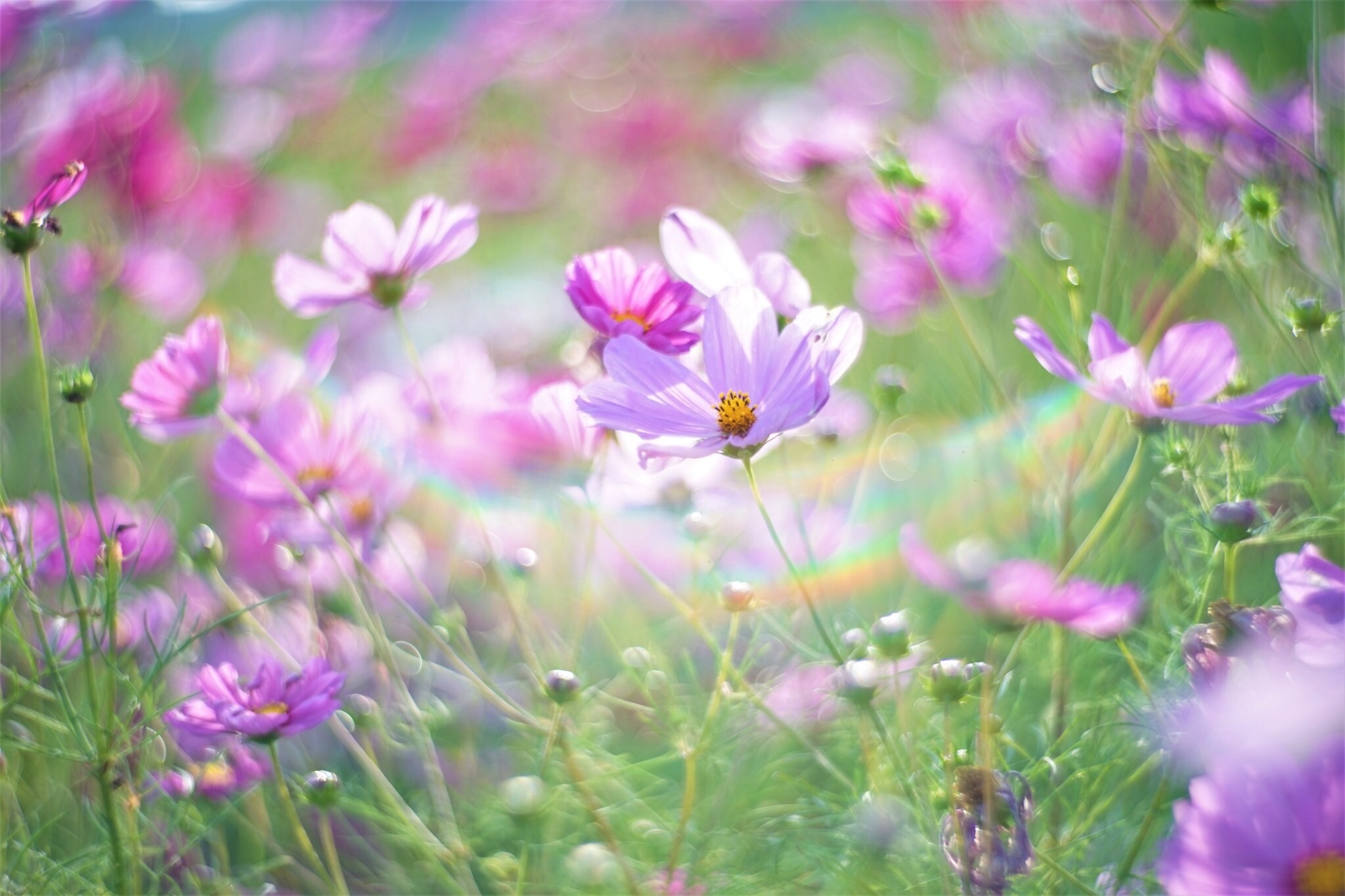 f:id:kana-contax:20180107234950j:image