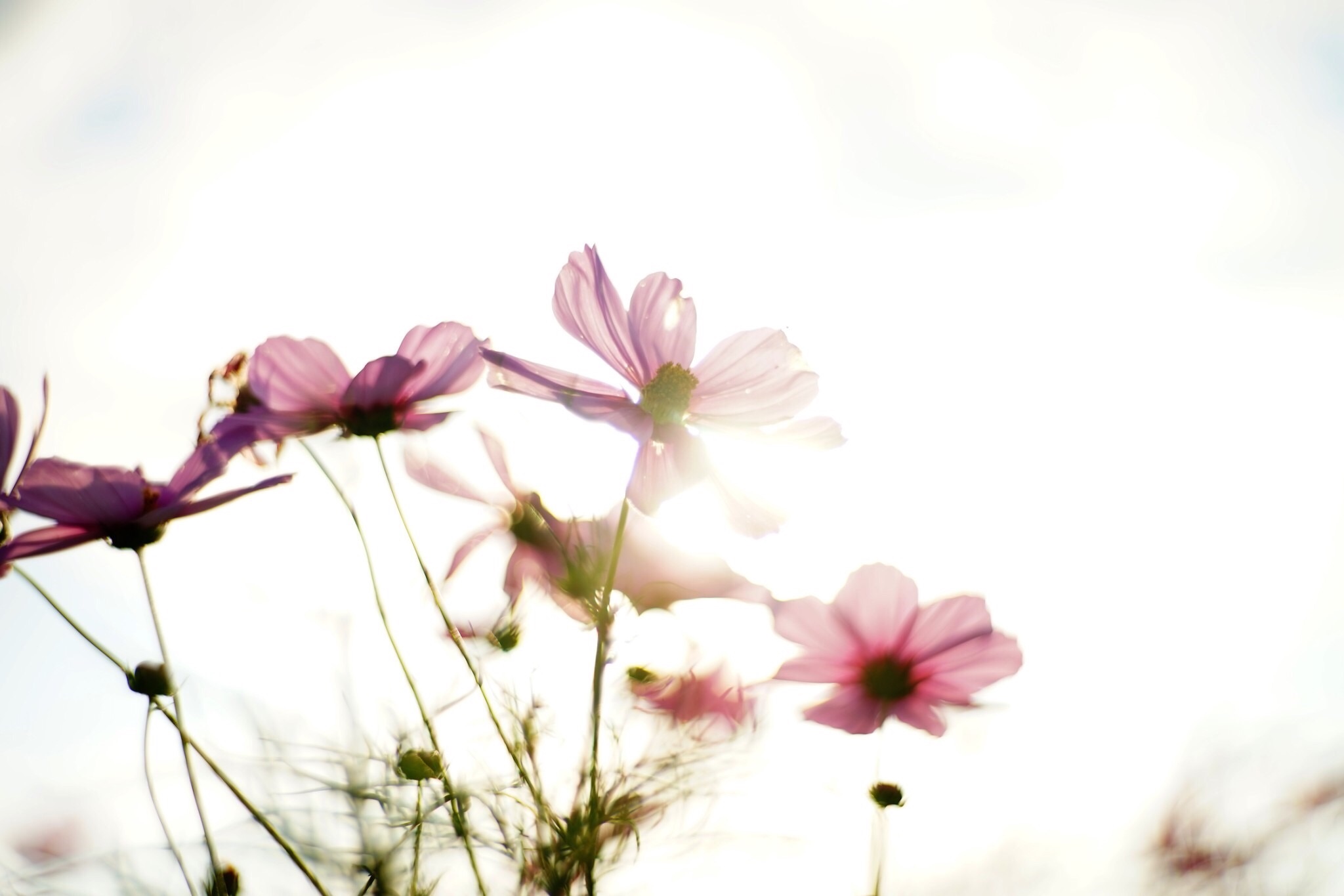 f:id:kana-contax:20180107235013j:image