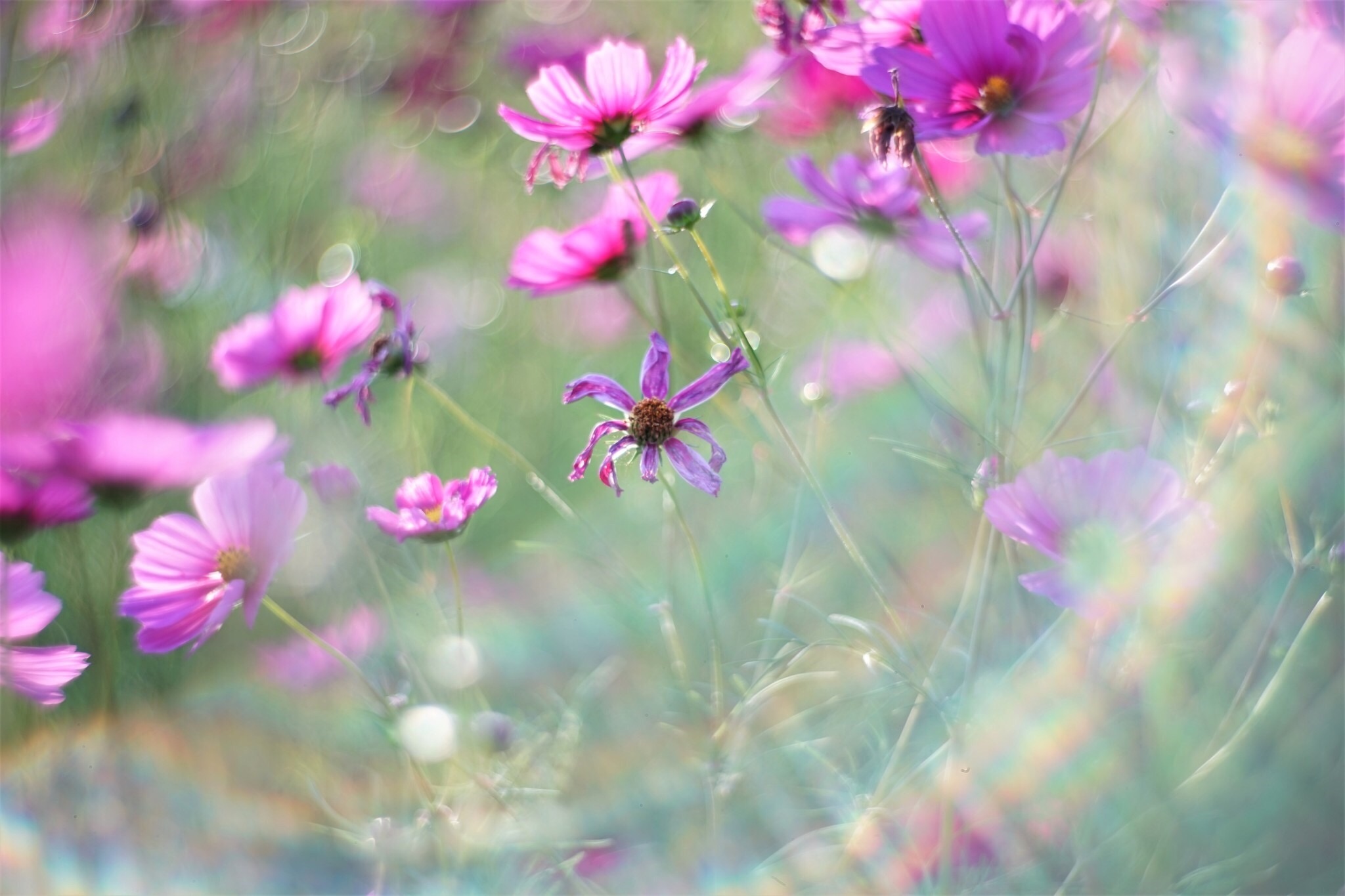 f:id:kana-contax:20180107235137j:image