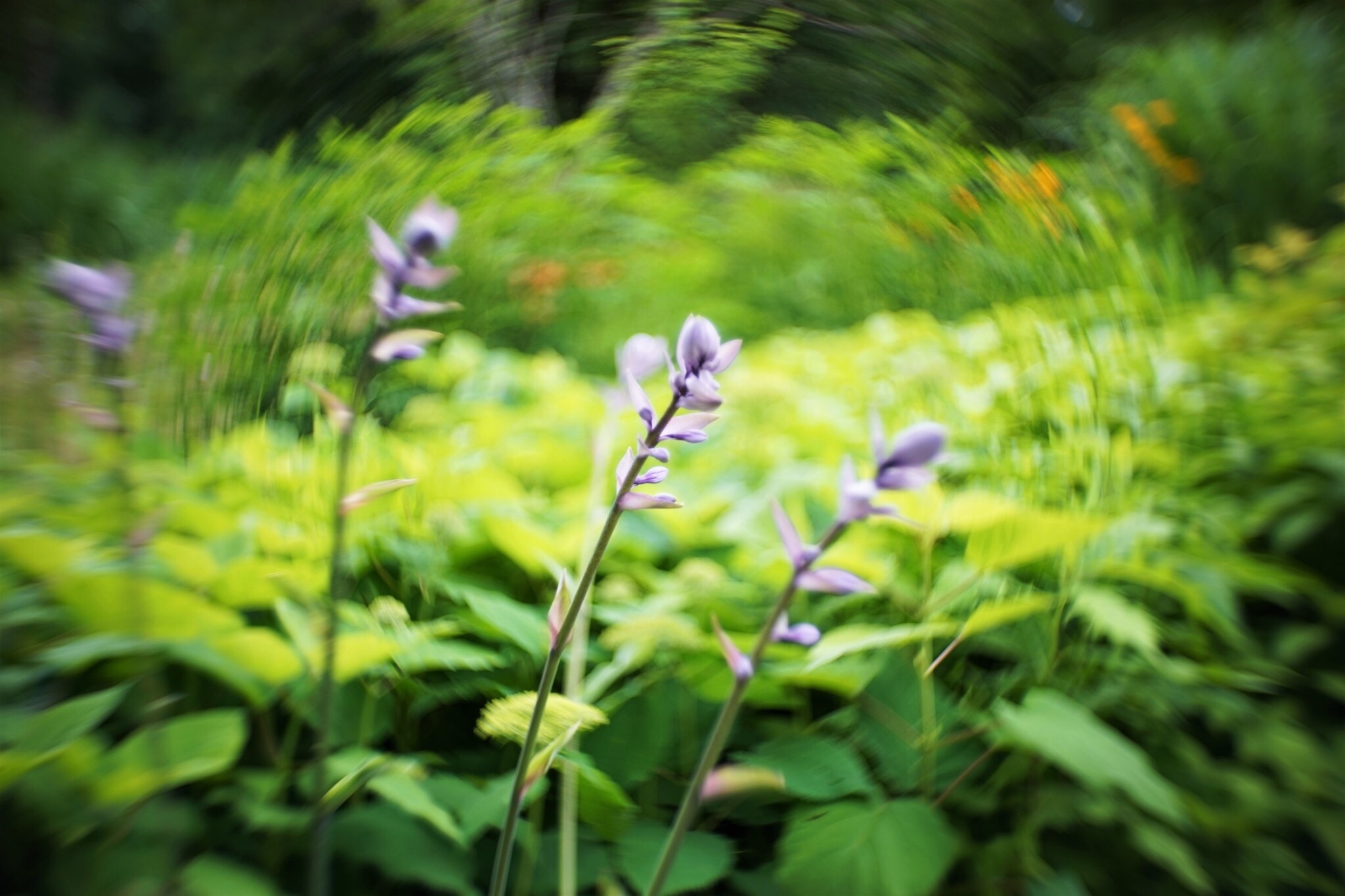 f:id:kana-contax:20190812230135j:image