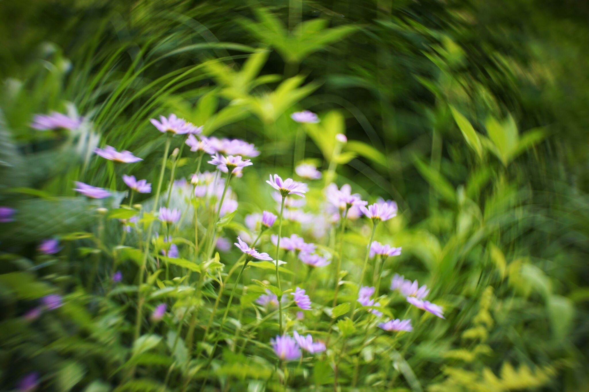 f:id:kana-contax:20190812230152j:image