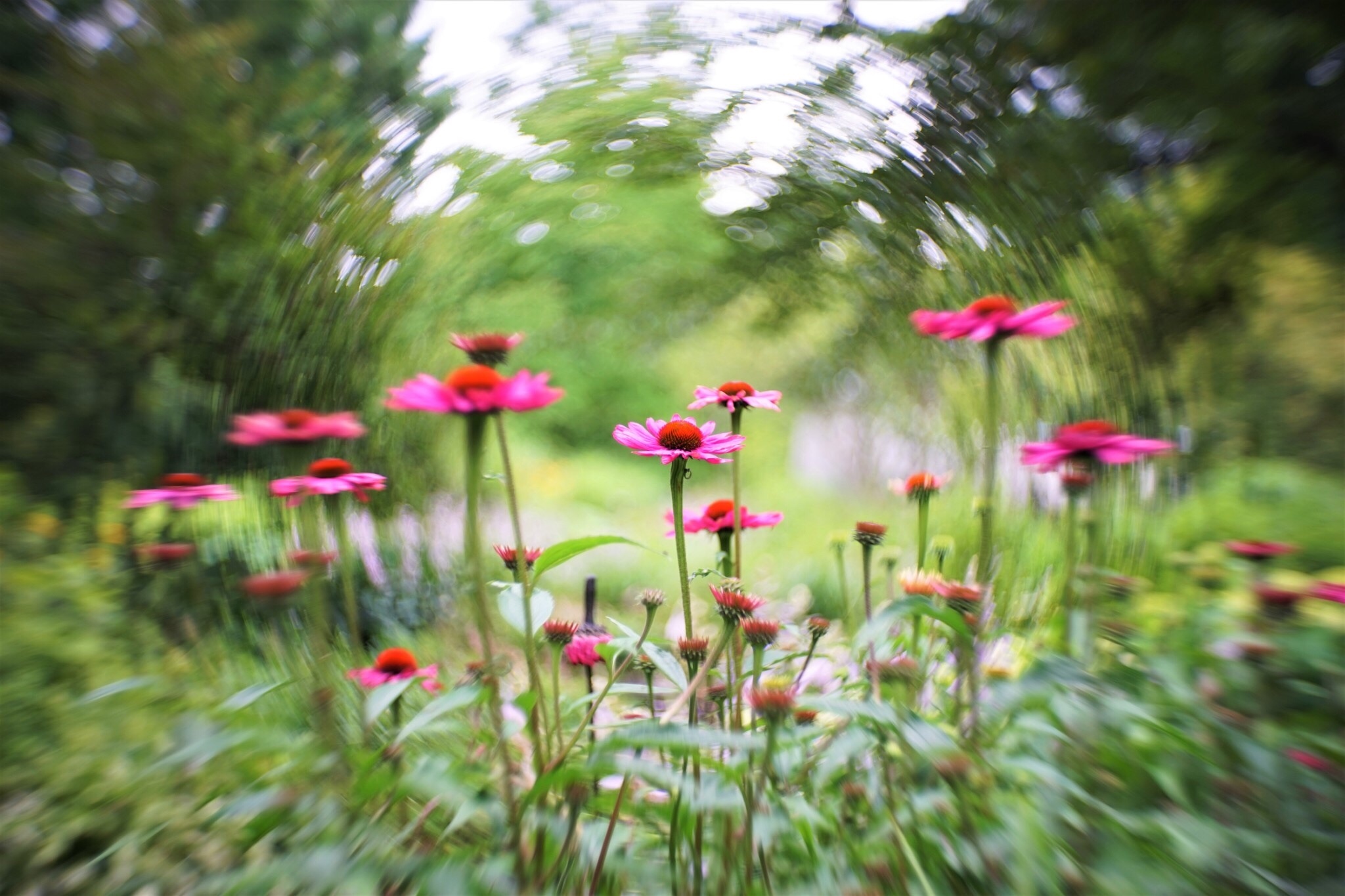 f:id:kana-contax:20190812230212j:image