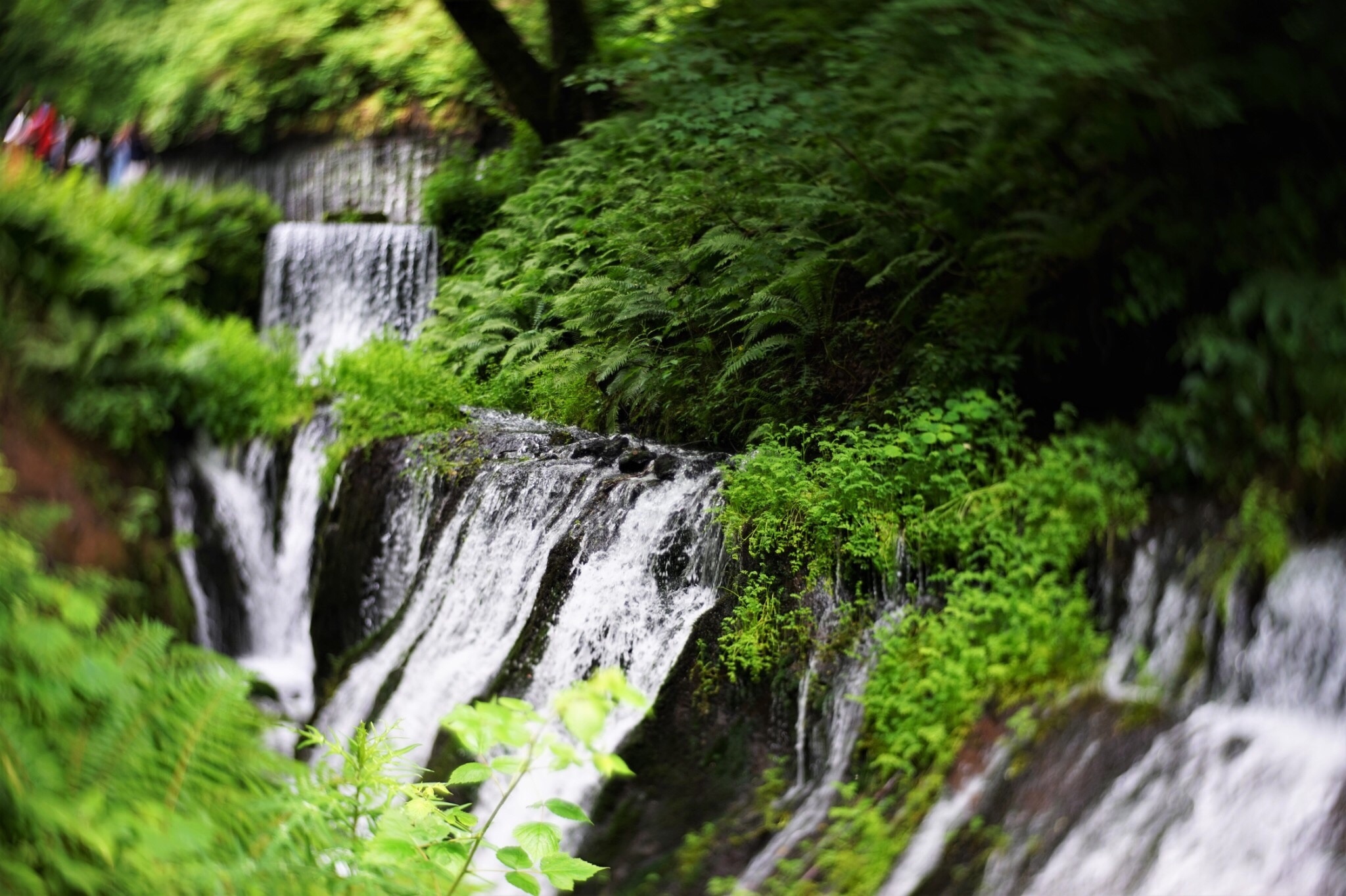 f:id:kana-contax:20190812230244j:image