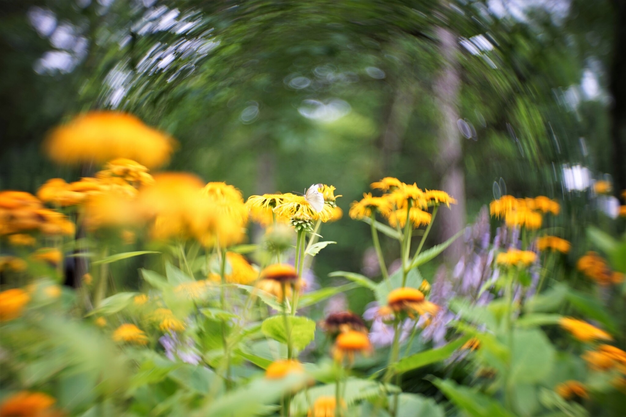 f:id:kana-contax:20190812230252j:image