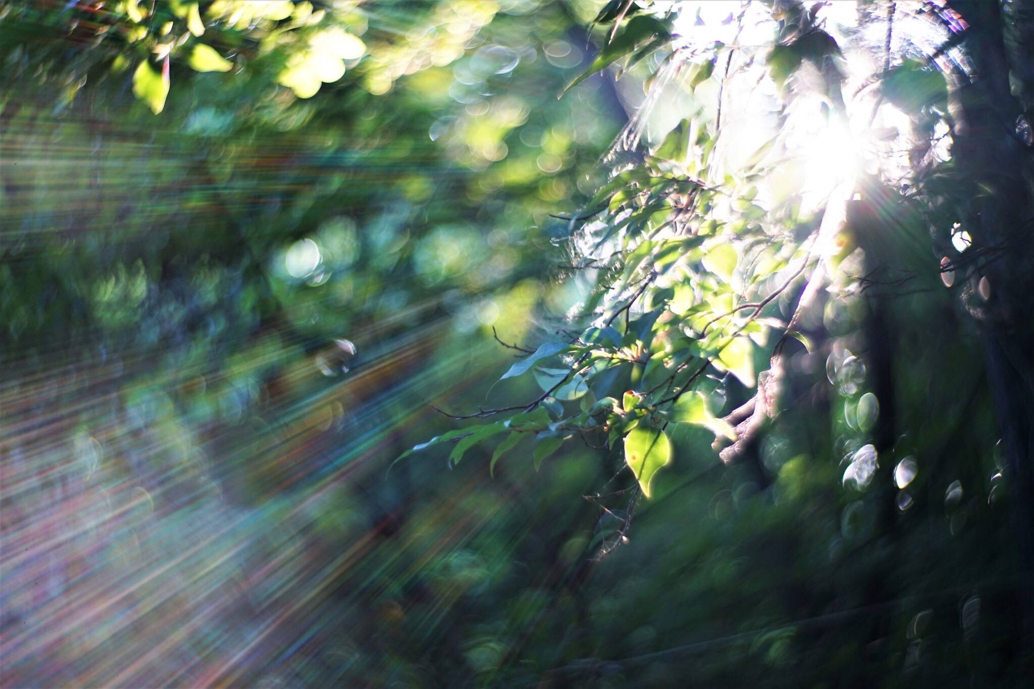 f:id:kana-contax:20190812230310j:image