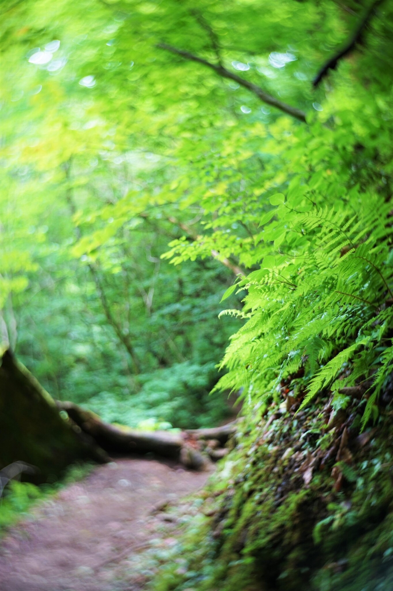 f:id:kana-contax:20190812230314j:image