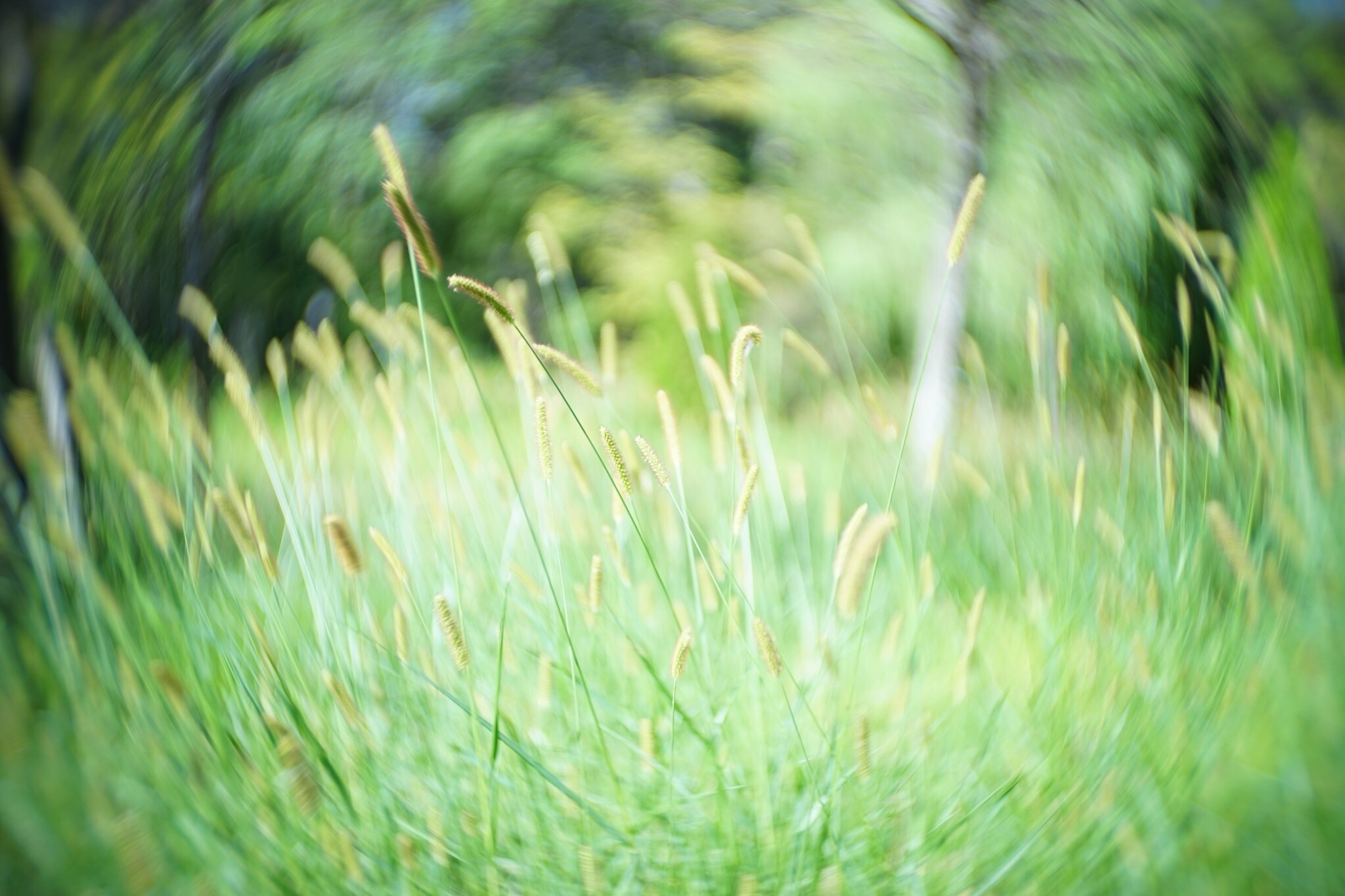 f:id:kana-contax:20190914214641j:image