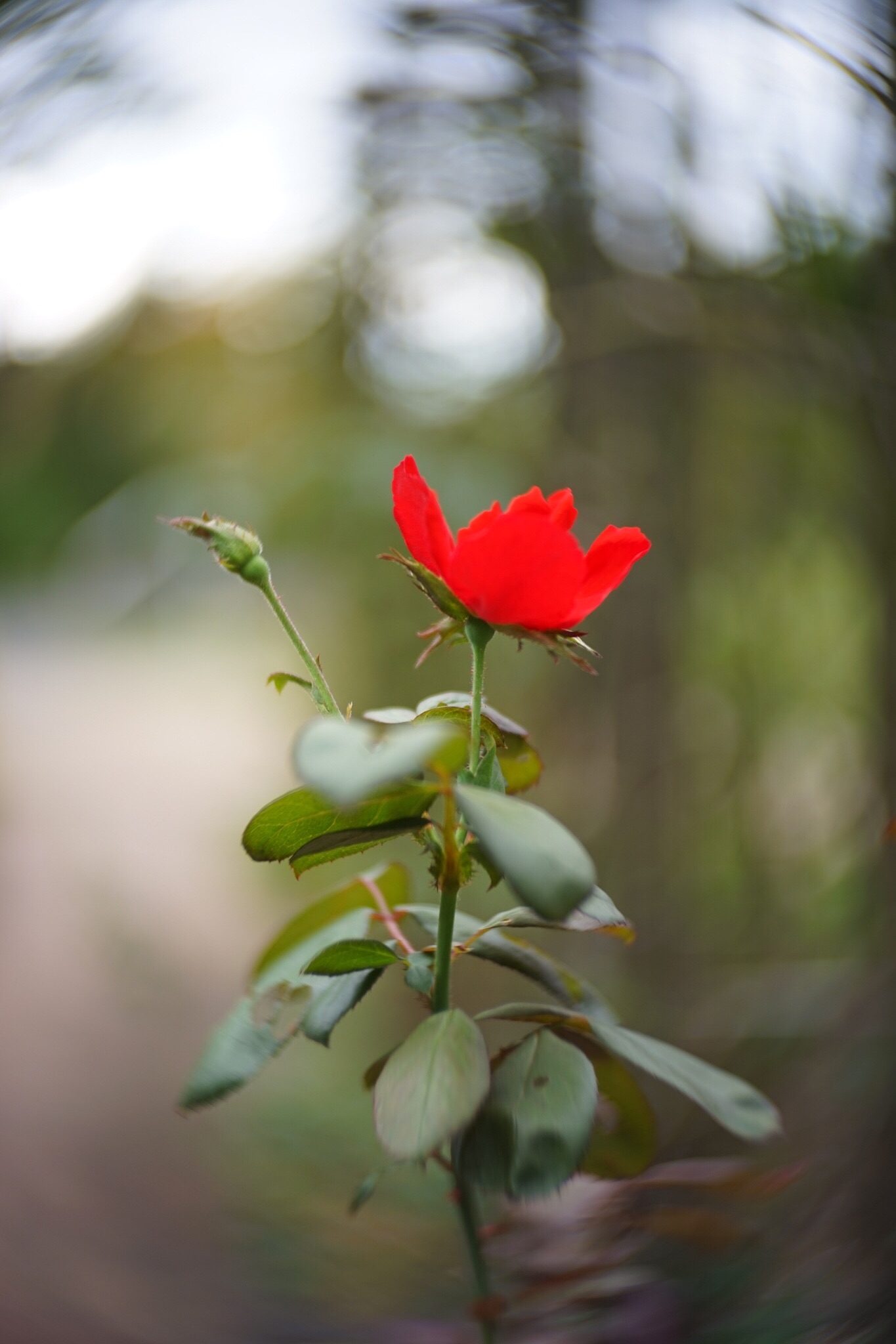 f:id:kana-contax:20190914214715j:image