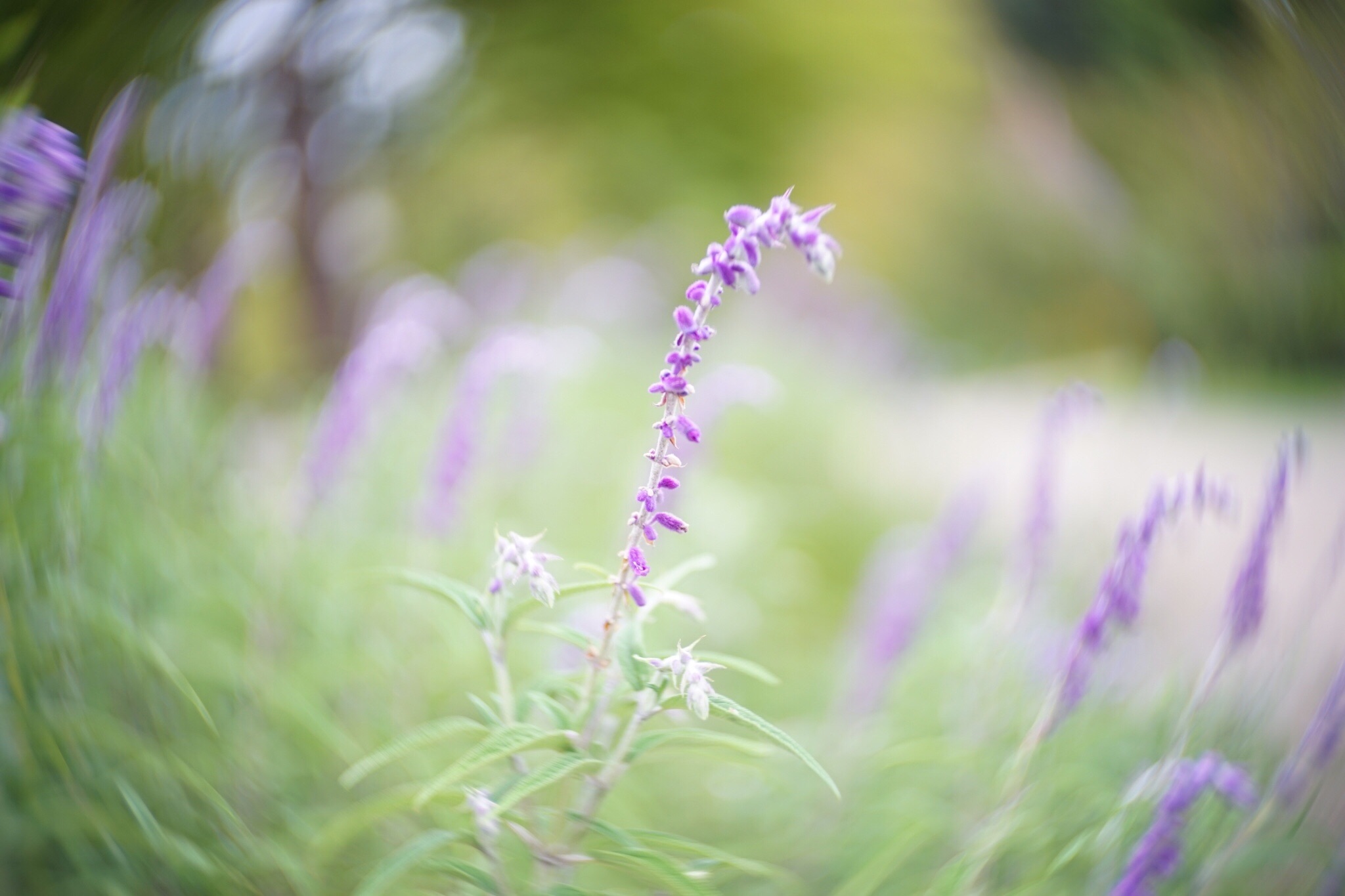 f:id:kana-contax:20190914214738j:image