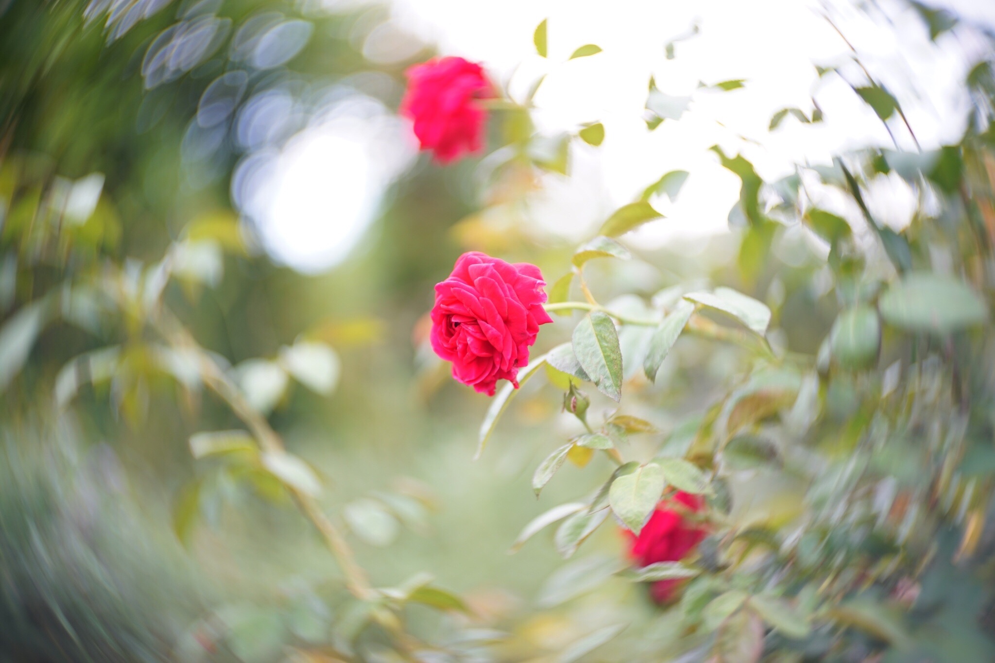 f:id:kana-contax:20190914214956j:image