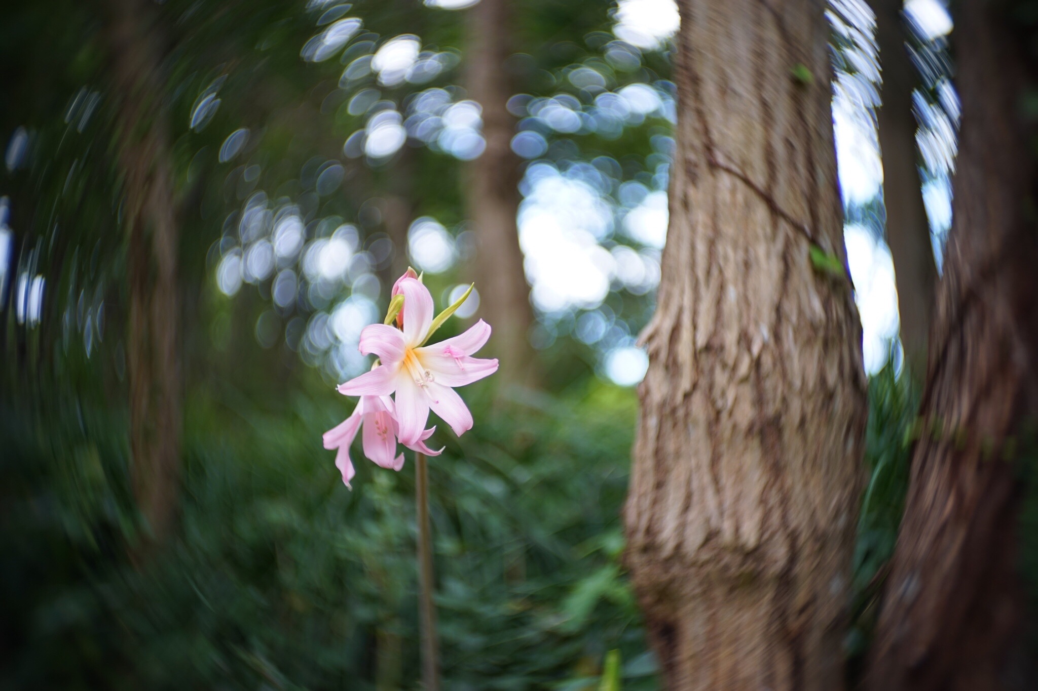 f:id:kana-contax:20190914215012j:image
