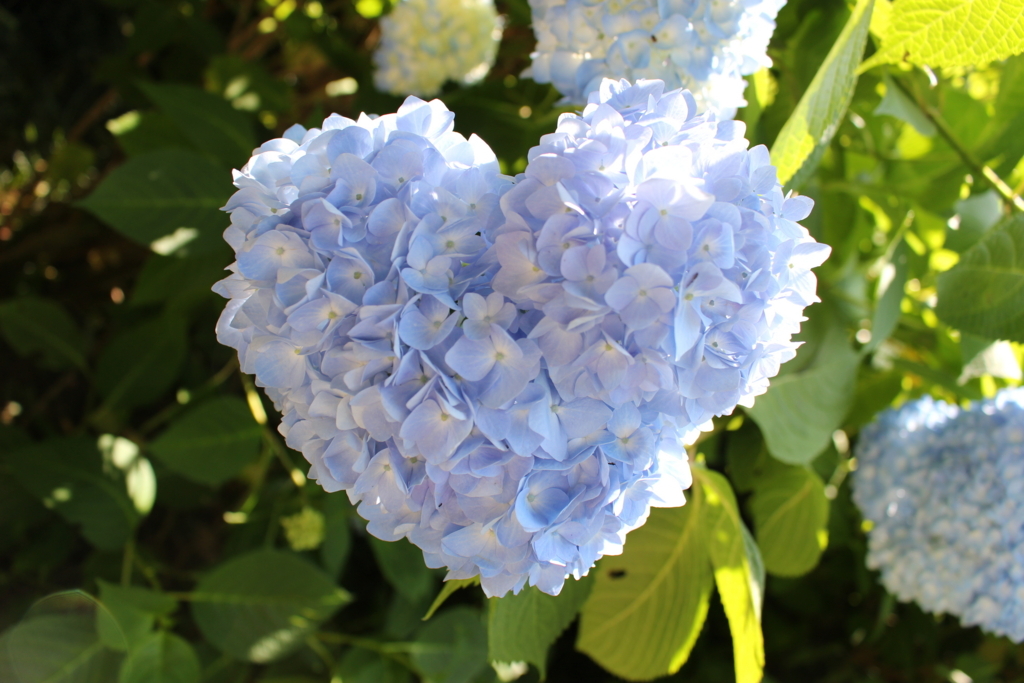 f:id:kana-hira:20170611203521j:plain f:id:kana-hira:20170611203521j:plain