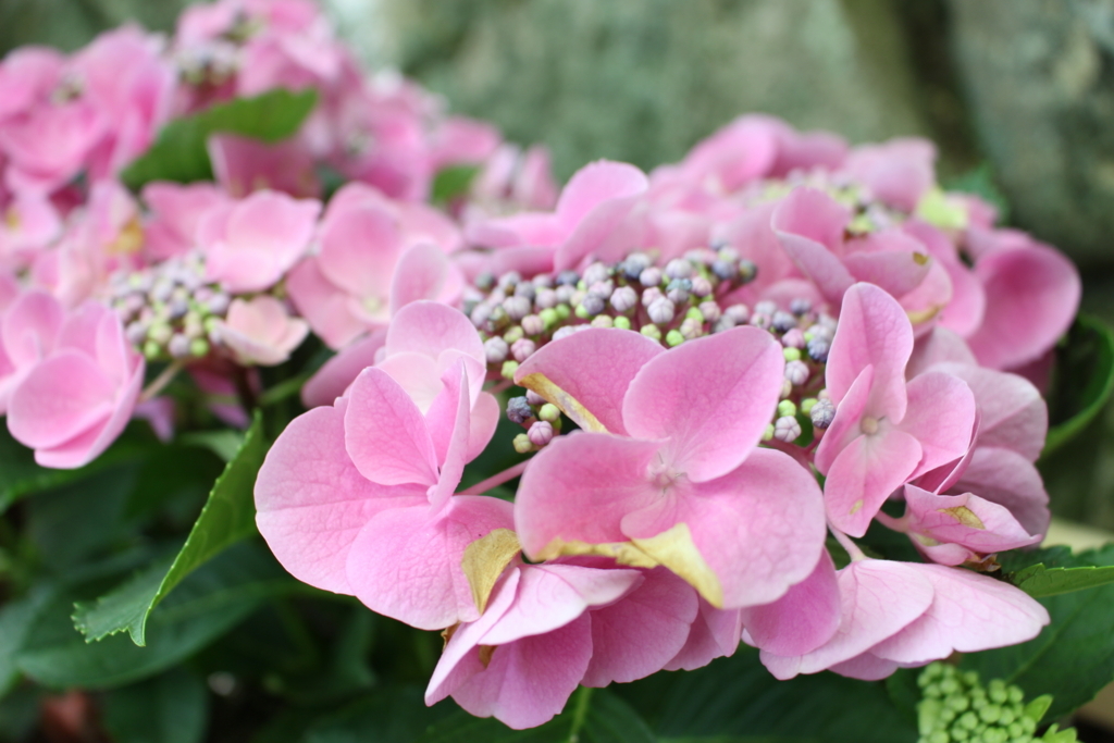 f:id:kana-hira:20170617215806j:plain f:id:kana-hira:20170617215806j:plain