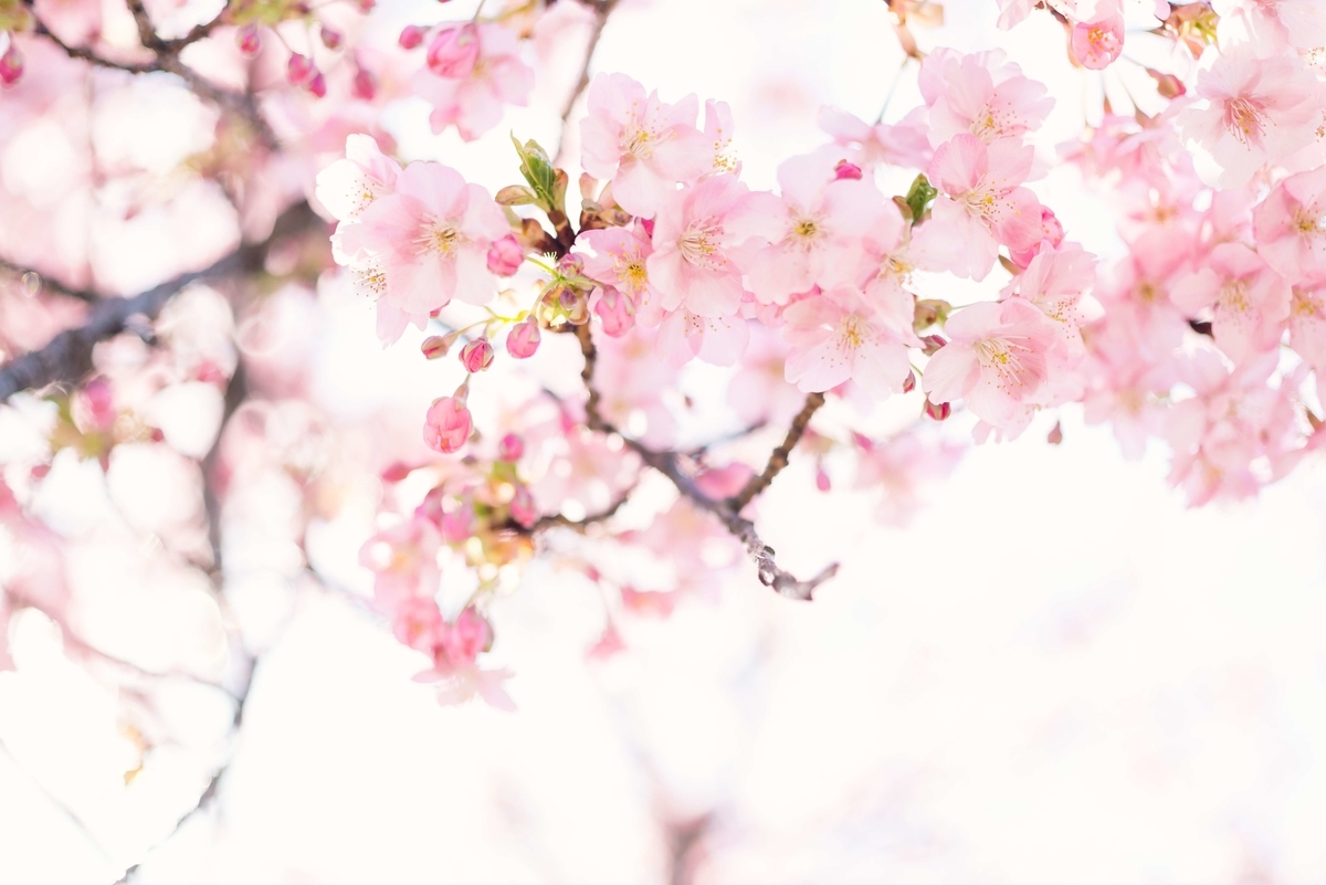 f:id:kana0310e:20190314150415j:plain
