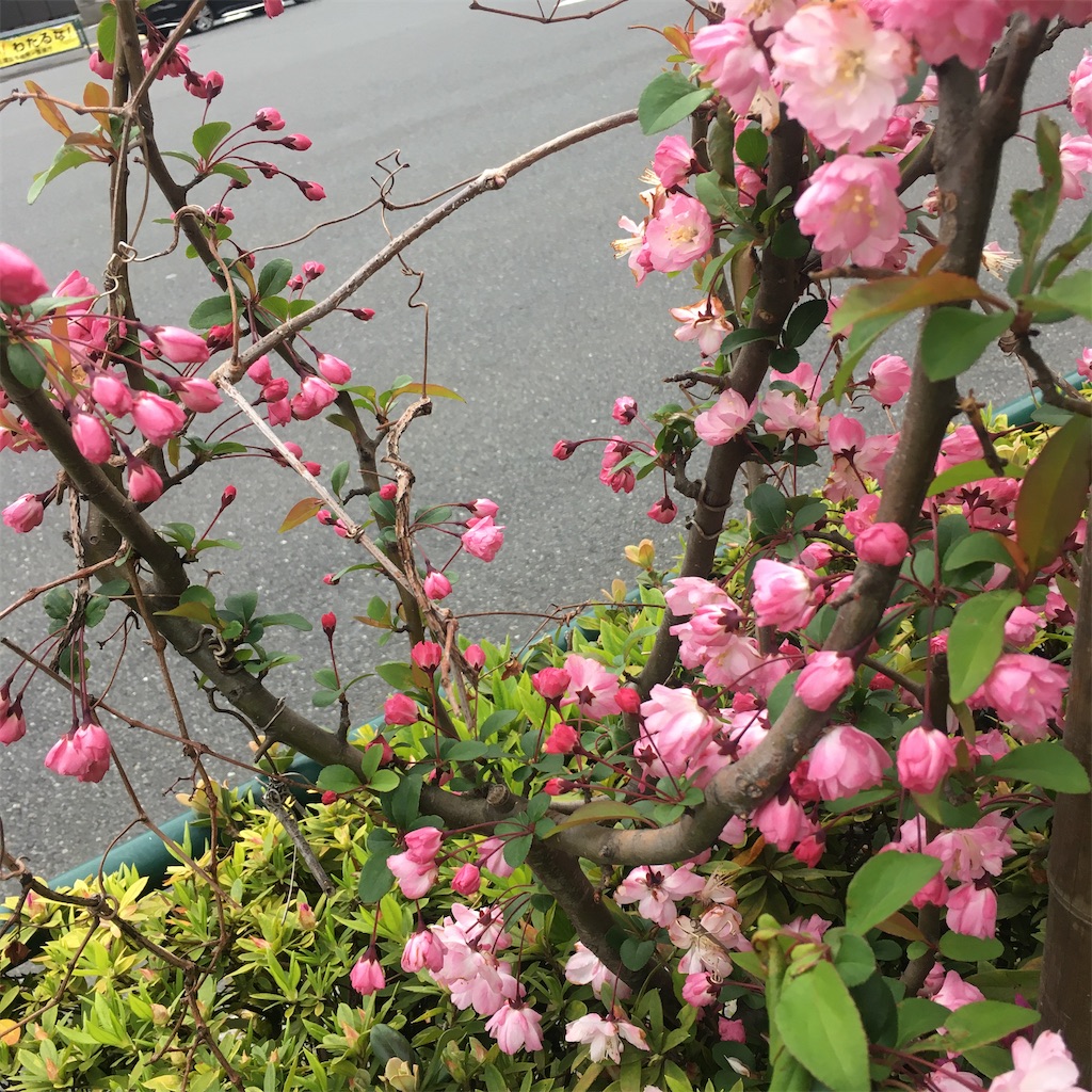 f:id:kana07_stella:20200404105310j:image f:id:kana07_stella:20200404105310j:image