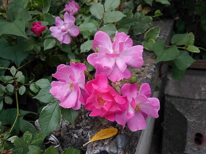 f:id:kana_session:20180507134026j:image