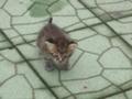 [猫]