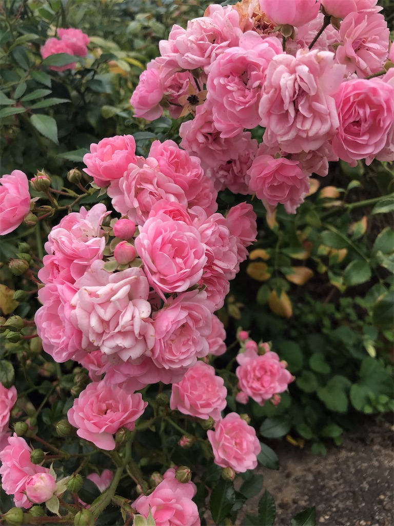 f:id:kanae3090:20180912223708j:plain f:id:kanae3090:20180912223708j:plain
