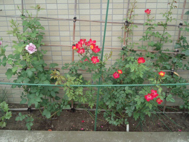 f:id:kanaenano1987:20170730084726j:plain f:id:kanaenano1987:20170730084726j:plain