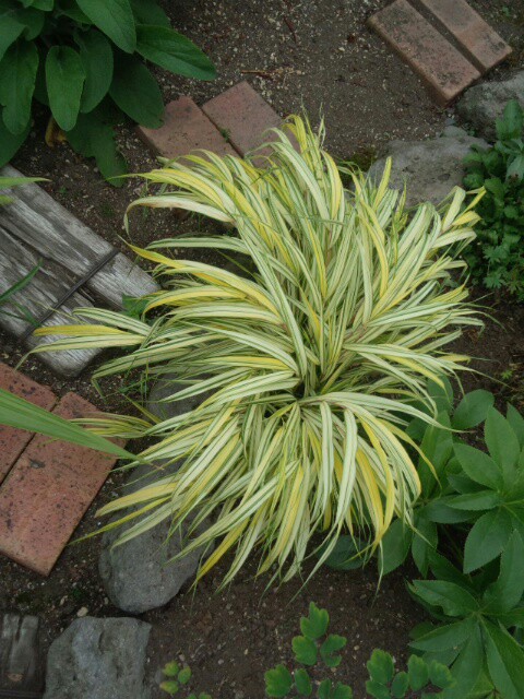 f:id:kanaenano1987:20170730084732j:plain f:id:kanaenano1987:20170730084732j:plain