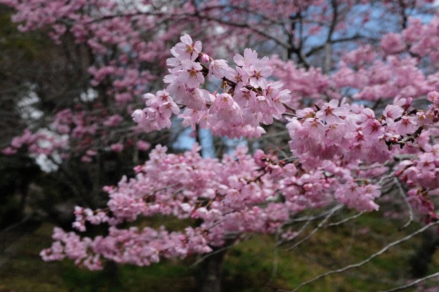 f:id:kanakanakanax:20250404132210j:image
