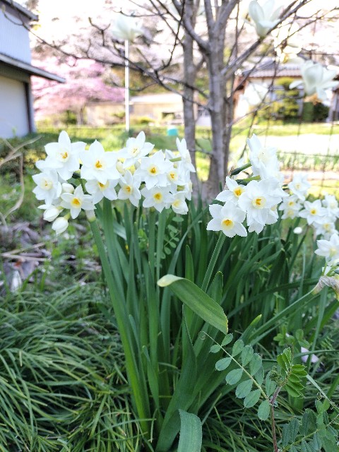 f:id:kanakanakanax:20250408190456j:image
