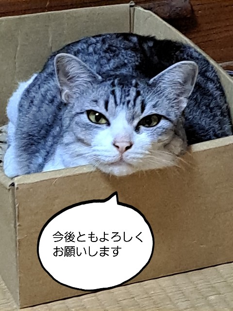 f:id:kanakonoheya:20221014141420j:image