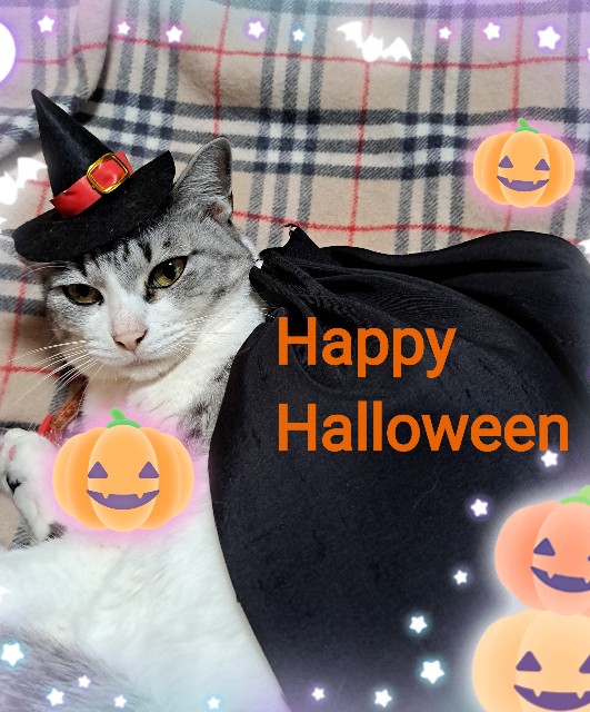 f:id:kanakonoheya:20221031001203j:image