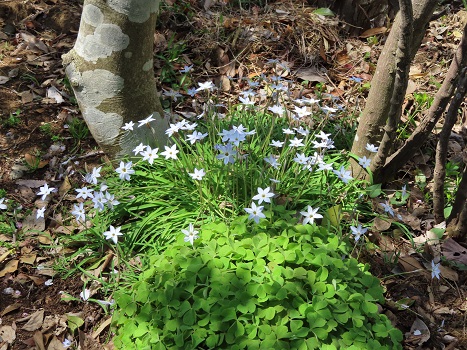花韮 Kanamankunのブログ