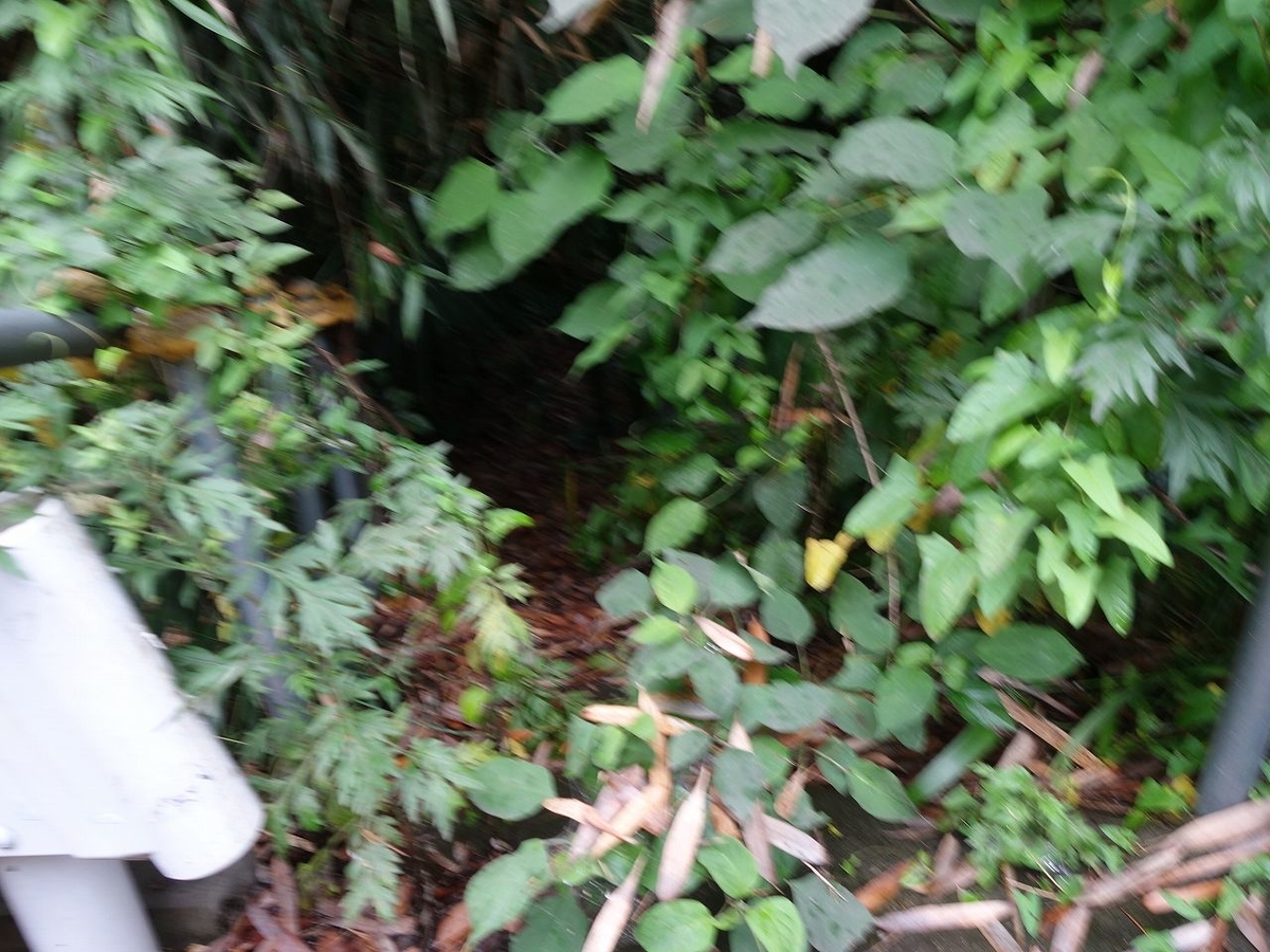 f:id:kanamiti:20190709140917j:plain f:id:kanamiti:20190709140917j:plain