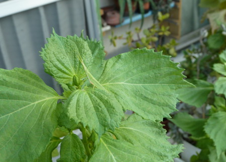 f:id:kanamoro:20120911103211j:image:left:w170