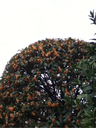 f:id:kanamoro:20121019070823j:image