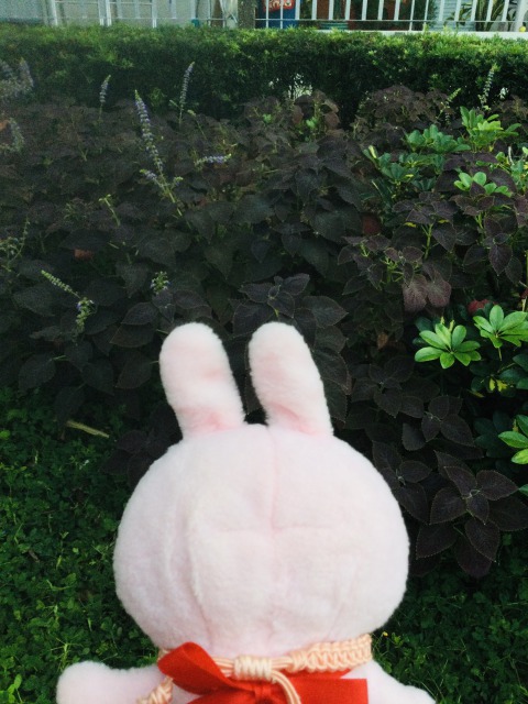 f:id:kanapycebu:20210301094250j:plain