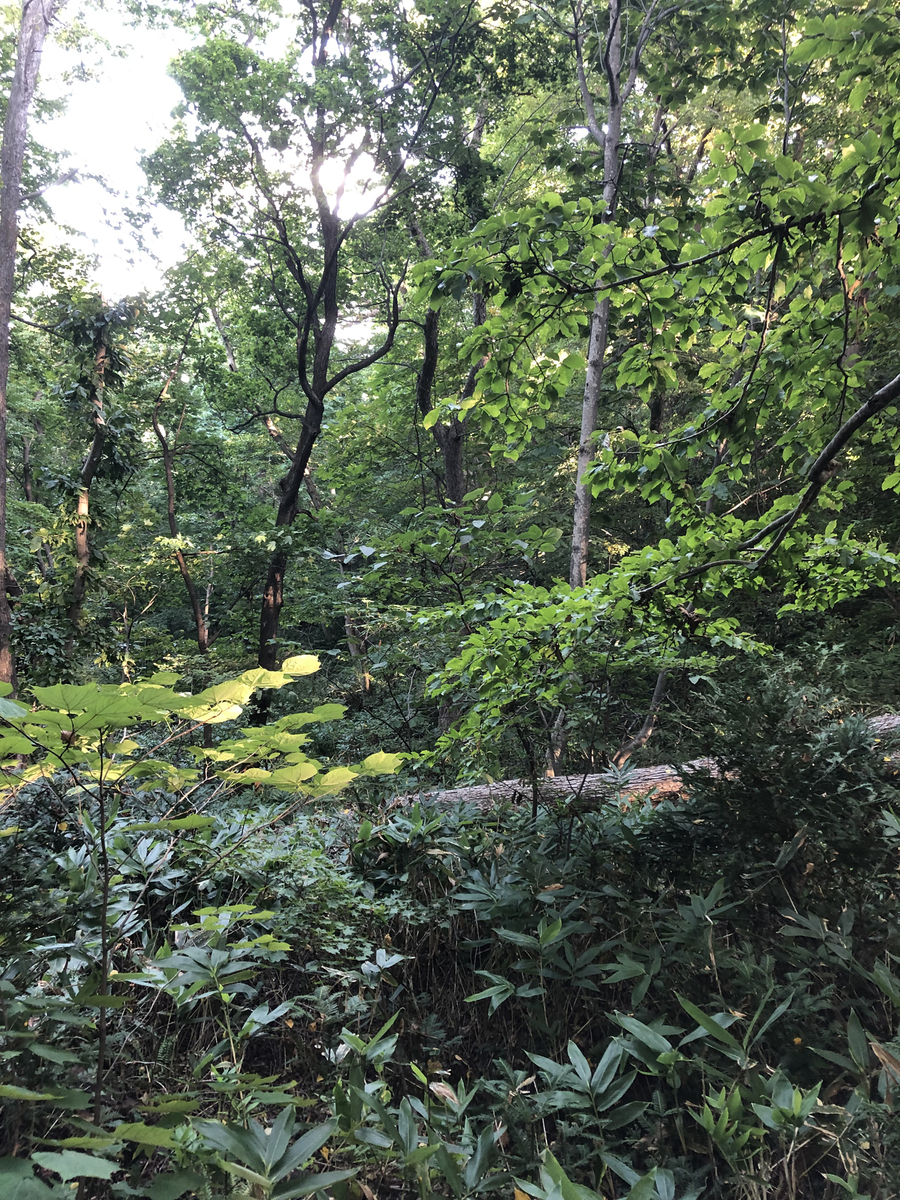 f:id:kanatawave:20190930220709j:plain f:id:kanatawave:20190930220709j:plain