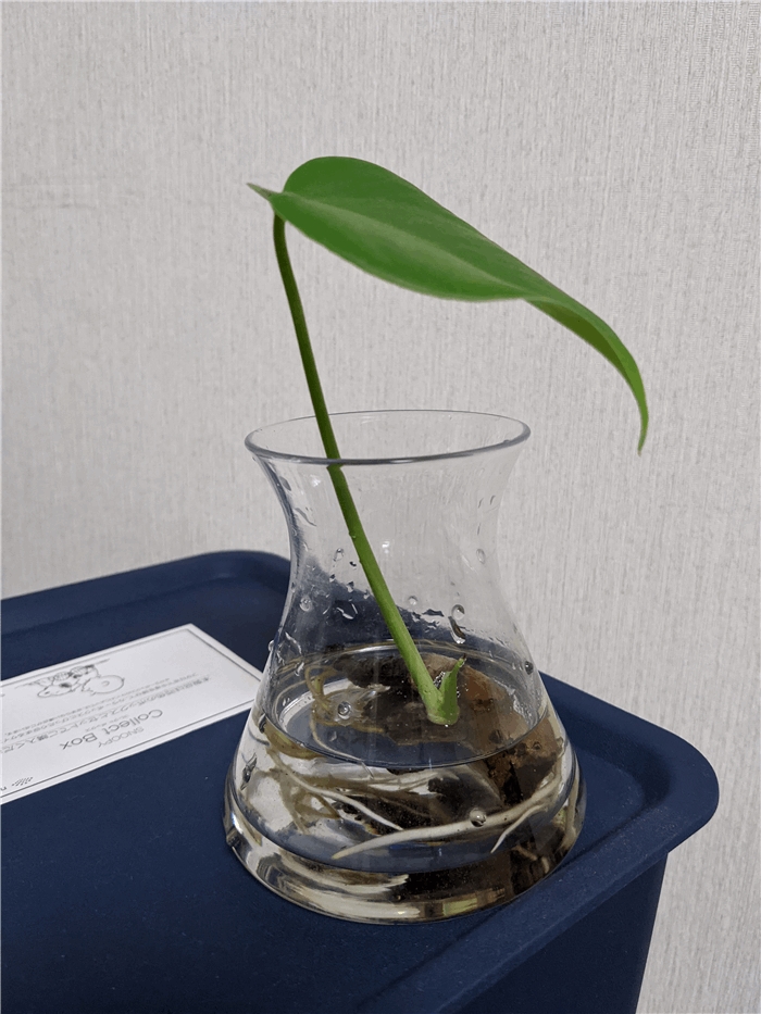 f:id:kanaxx43:20201208232331j:plain:w300