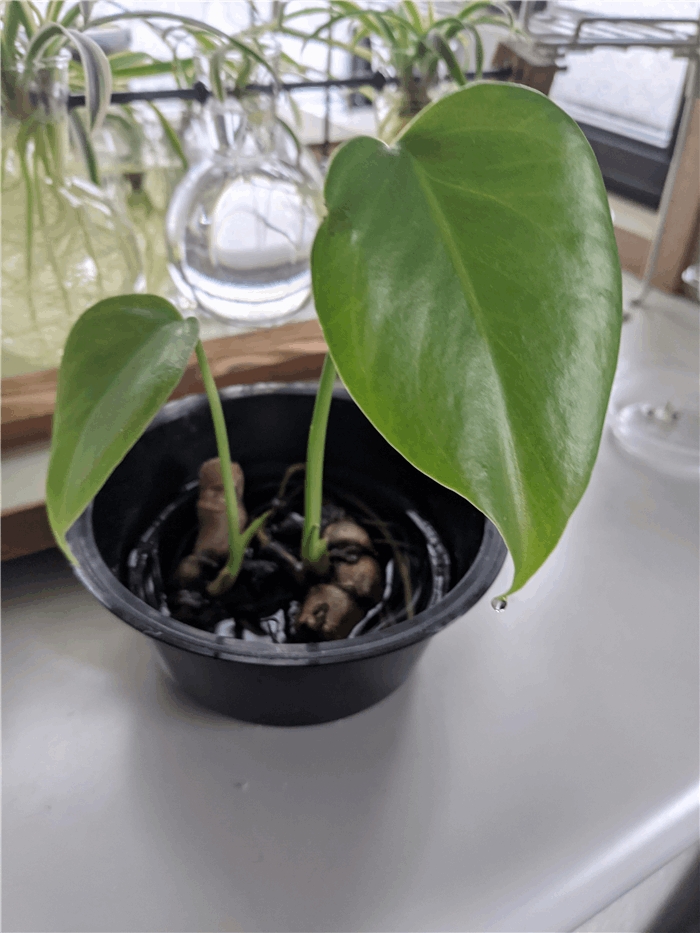 f:id:kanaxx43:20201208232535j:plain