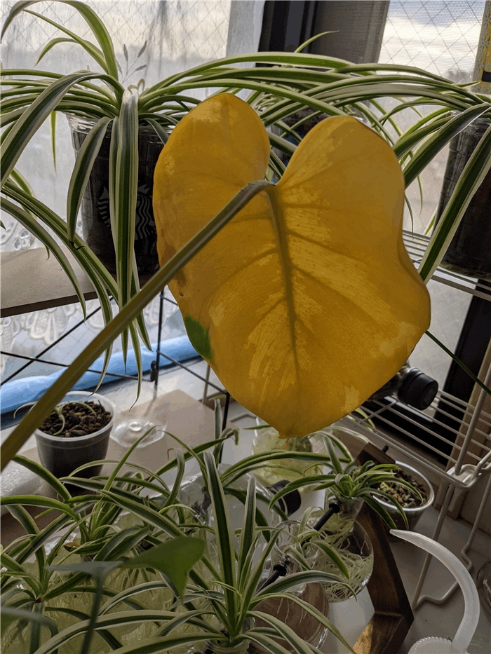 f:id:kanaxx43:20201216083012j:plain