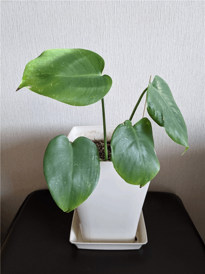 鉢植えのモンステラ ムーン ステラ