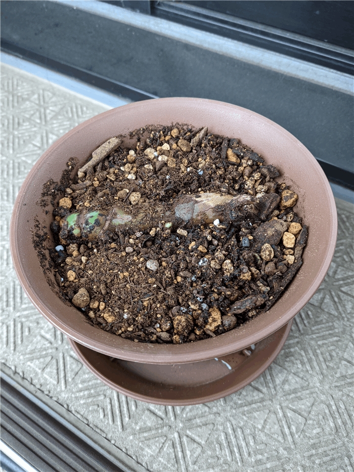 f:id:kanaxx43:20210123100348j:plain