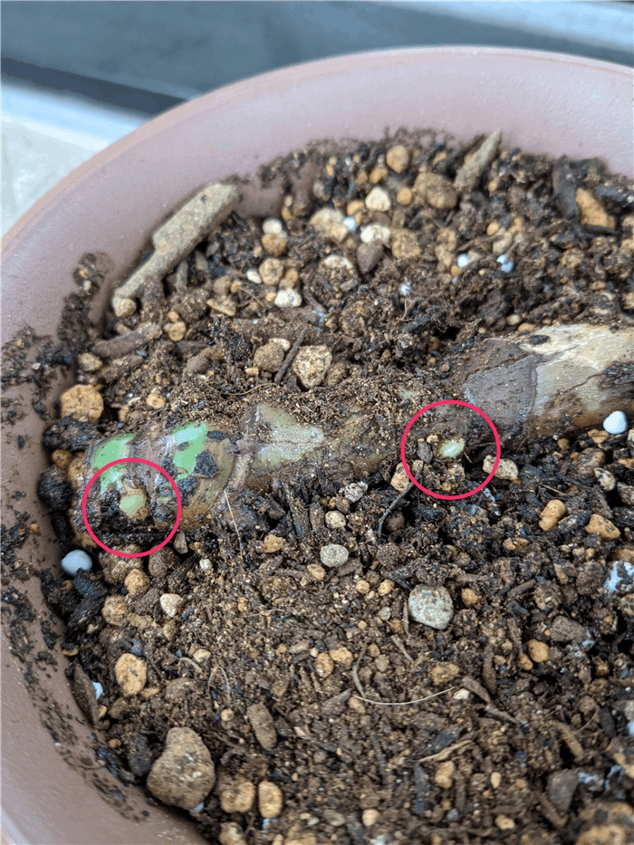 f:id:kanaxx43:20210123102058p:plain