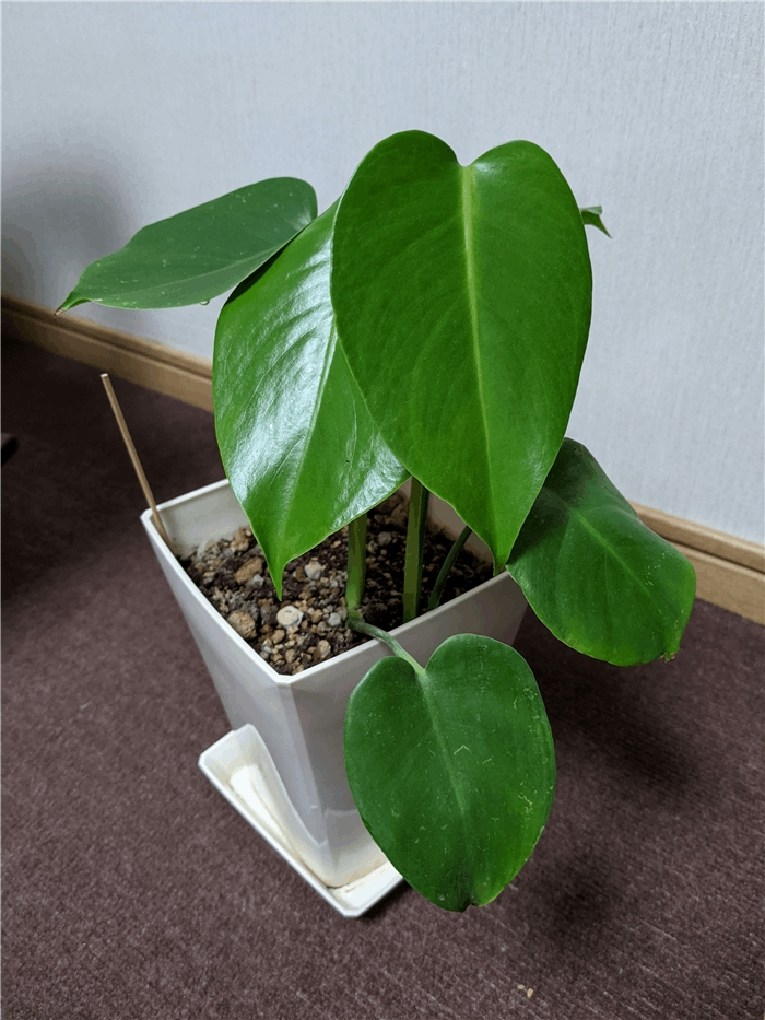 f:id:kanaxx43:20210129234803p:plain