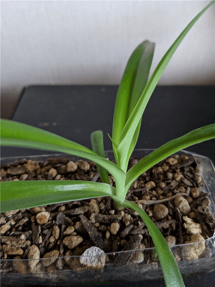 f:id:kanaxx43:20210215215440j:plain