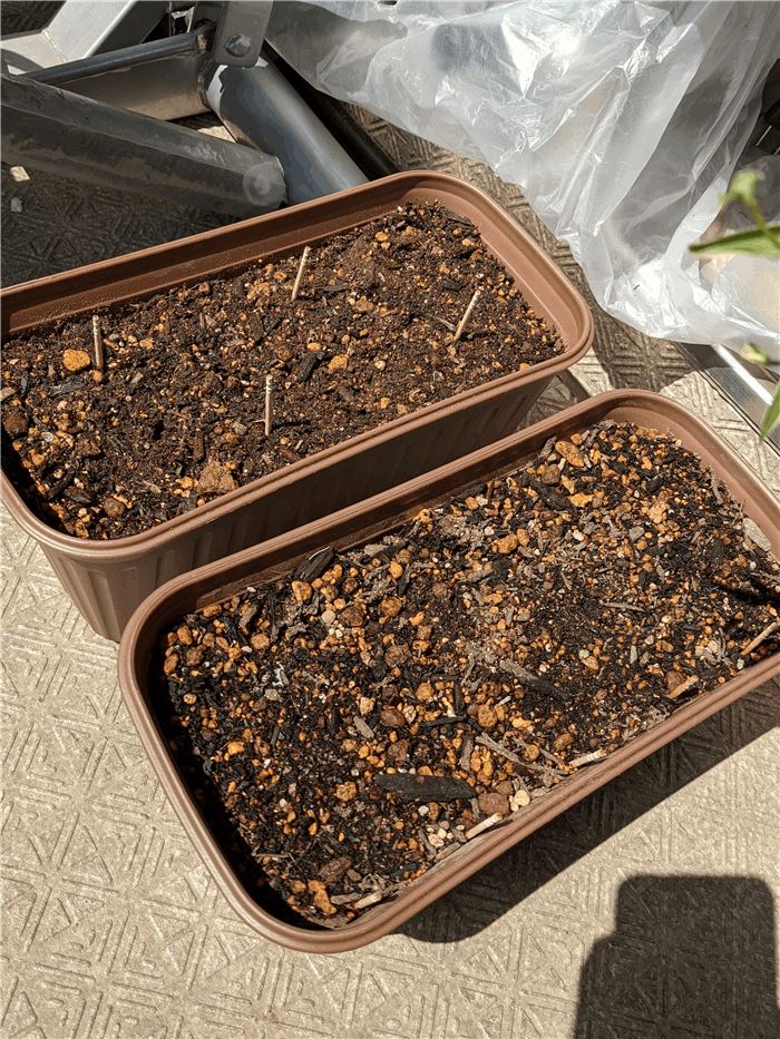 f:id:kanaxx43:20210403115420j:plain