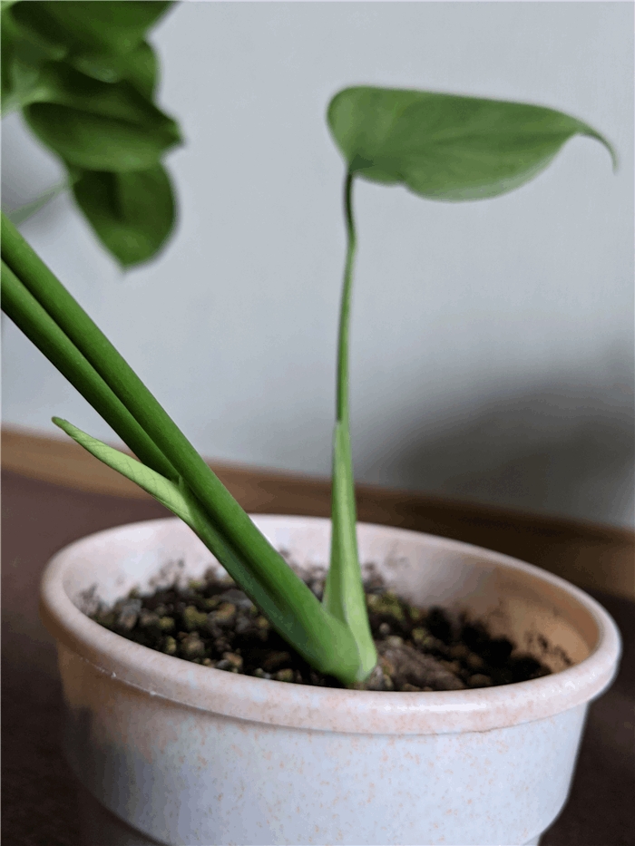 この前 土に戻したモンステラから4枚目の葉っぱ ムーン ステラ